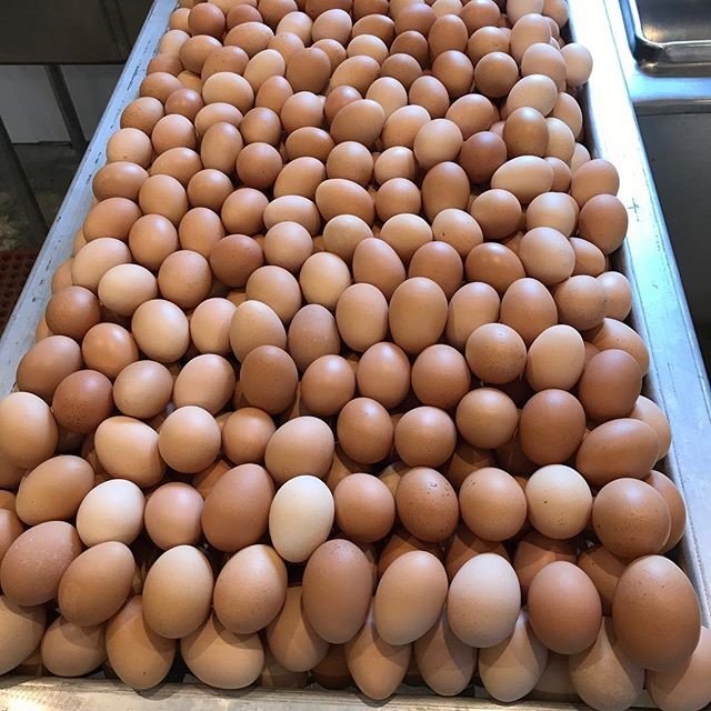 Broiler and Layer Fertile Eggs Murray Pro Poultry Farm
